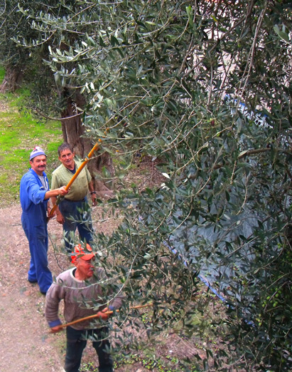 oliviers communaux