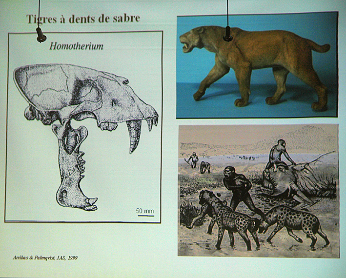 Conférence sur la préhistoire