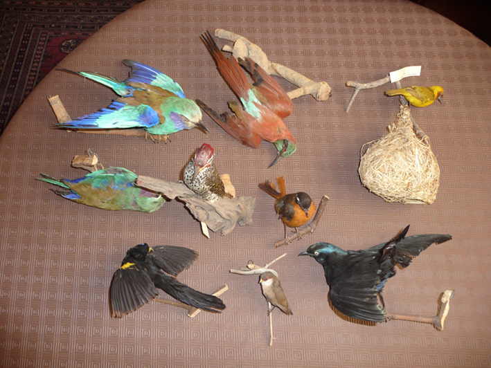 Collection d'oiseaux d'Ethiopie