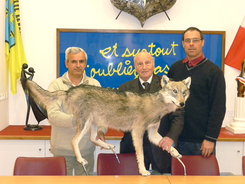 Un loup sauvage du Mercantour à Tourrette-Levens