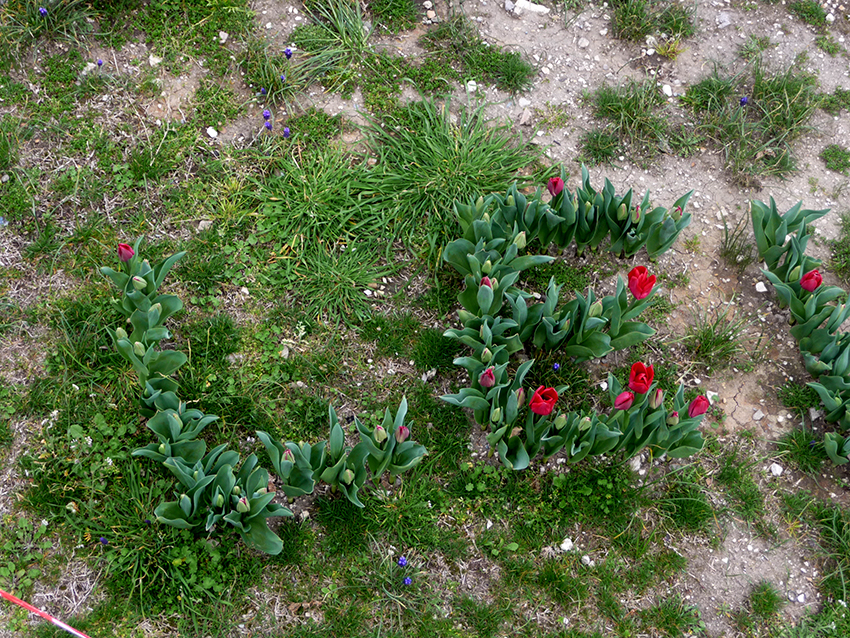 Tulipes-au-chateau_4-4-15